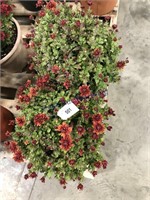 Pair of mum plants--rust