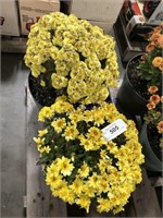 Pair of mum plants--yellow