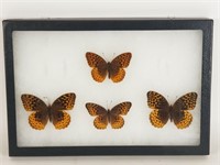 4 preserved & mounted butterflies