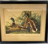 Audubon Print - Mallard Ducks