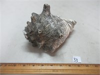 LARGE CONCH SHELL