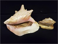 Lot of 2 Conch Sea Shells 7.5", 5"