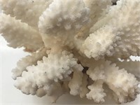 White Coral Great Shape