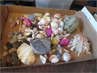 Stones & Seashells