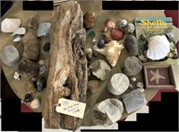 35+ petrified wood fossils shells rocks