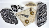 SEVEN ASSORTED FOSSILS
