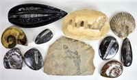 ASSORTED FOSSIL COLLECTION