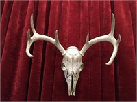 Bush Find Deer Skull - 16"wide