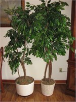 2 6' + Tall Artificial Ficus Trees