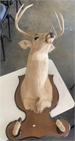 Deer Head Mount w/ Front Legs - On Board