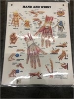 Vintage 1988 Hand and Wrist Anatomical Poster