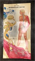 Vintage 1970s Neuromuscular Functions Poster