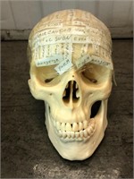 Human Skull Learning Model
