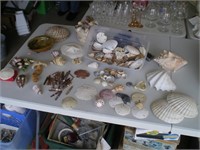 Sea Shells (Dozens), Sand Dollars, More