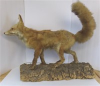 Vintage Fox Taxidermy on Log