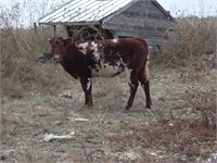 shorthorn hiefer bangs vac. about 550 pounds