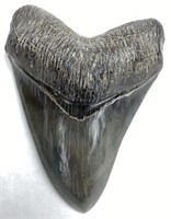 High Quality 5" Megalodon Tooth