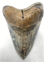 5" Megalodon Tooth