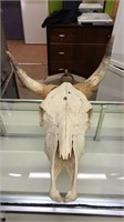 Large steer skull