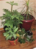 Live Indoor Plants