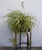 House Plant - 10" Hanging Spider Plant