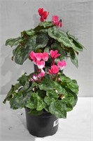 2 pcs Indoor House Plant Cyclamen