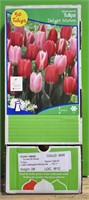 50 pcs Holland Tulip Bulbs - Delight Mixture