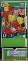 50 pcs Holland Tulip Bulbs - Darwin Hybrid Mixture
