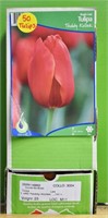 50 pcs Holland Tulip Bulbs - Teddy Kollek