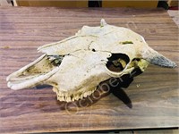 old cow skull