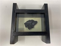 Water Beetle Fossil specimen in shadow box