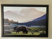 Framed Buffalo photo (53" wide x 37" tall)