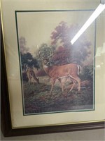 PICTURE OF DEER IN THE WOODS
