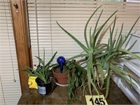 Plants (Kitchen)