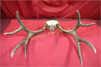 4x4 Deer Antlers