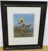 Owen Gromme-85 of 500-Gold Finches- framed