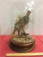 Taxidermy quail in glass dome.