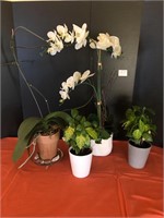 3 Live Plants, 1 Silk Orchid