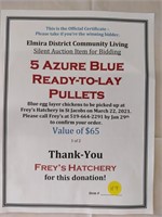 $65 gift cert - 5 Azure Blue ready-to-lay pullets