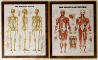 Two Peter Bachin Anatomical Medical Charts