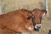 # 362- Dairy Cow - Due: 04-2021