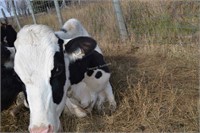#1445 - Dairy Cow -Holstein-exposed to Jersey Bull