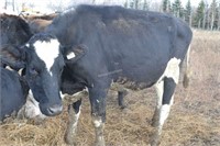 #1454 - Dairy Cow-Holstein-exposed to Jersey Bull
