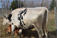 #1453 - Dairy Cow -Holstein-exposed to jersey bull