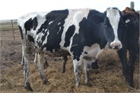 #1465 - Dairy Cow Holstein-Exposed to Jersey Bull