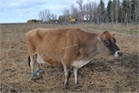 #D148- Cow - Dry - Due to calve: 02-2021