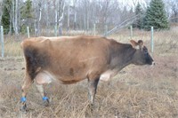 #D275 - Cow - Dry - Due to calve:11-2020