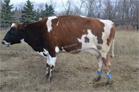 #D139- Cow - Dry - Due to calve: 11-2020