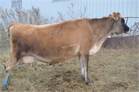 #D3 - Cow - Dry - Due to calve: 11-2020