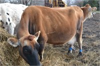 #D7237- Cow - Dry - Due to calve: 11-2020